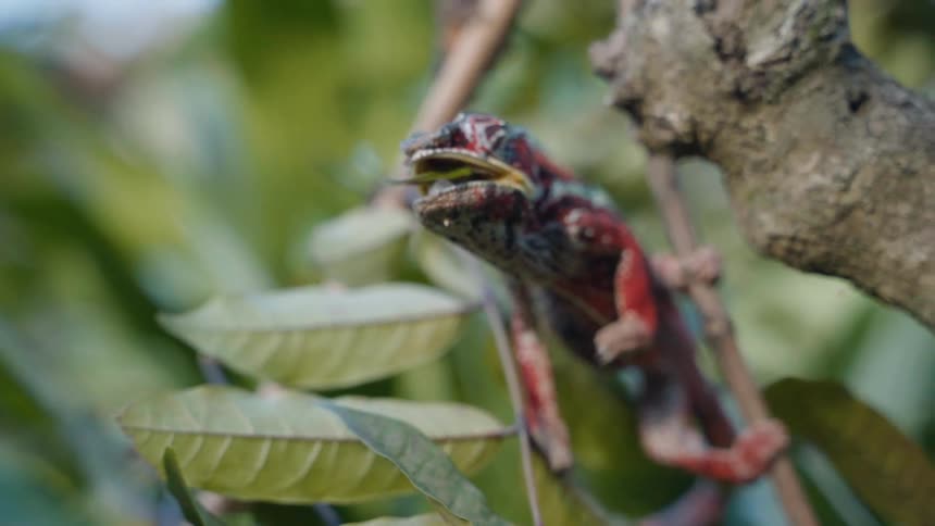 The chameleon uses its tongue to catch a fly