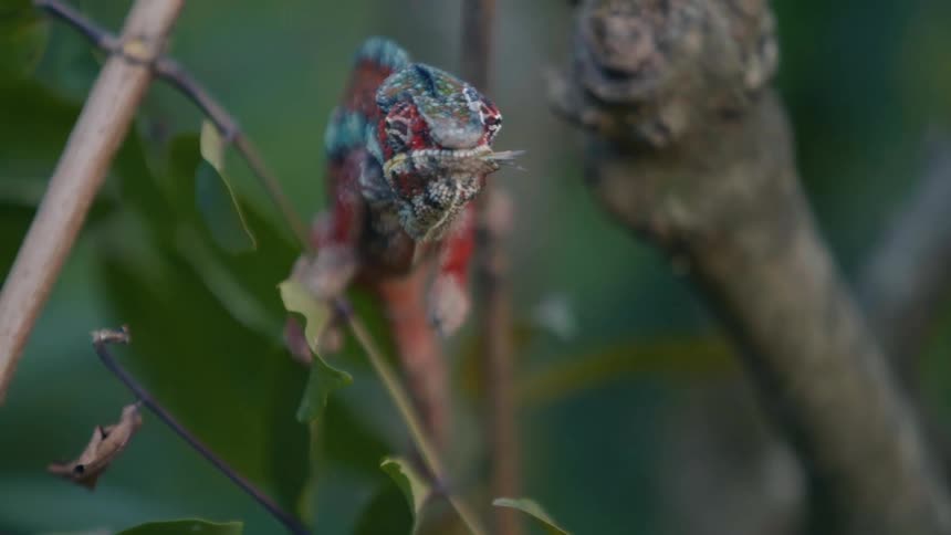 A chameleon captures an insect with its tongue