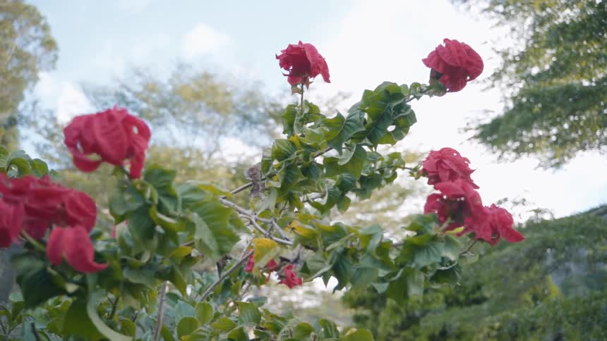 The flowers are red in the garden