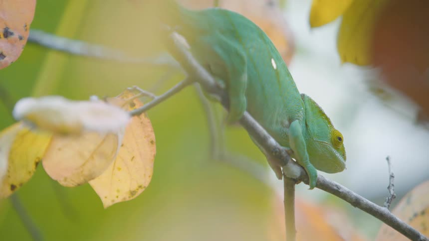 Greenish chameleon on a tree trunk moving only its eye