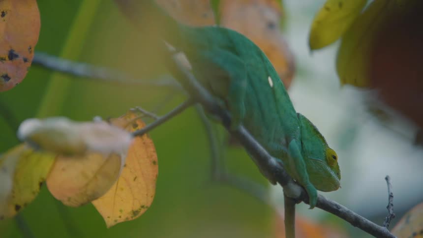 A chameleon is resting on the branch
