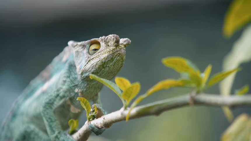The chameleon is perched on the branch