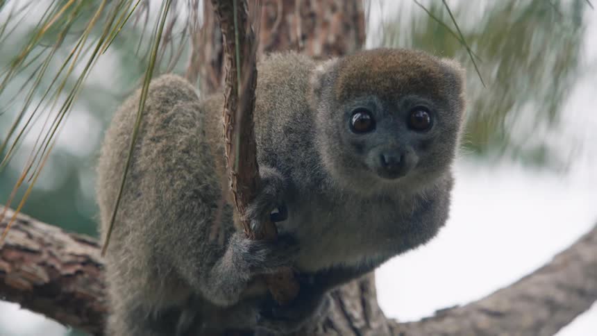 Small lemur on a thin trunk of a tree in the forest