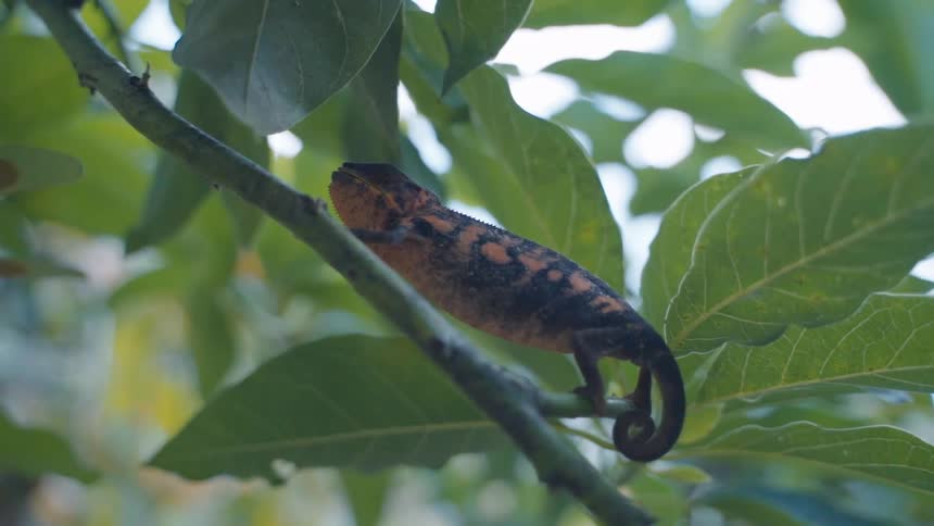 The chameleon crawls up the branch slowly
