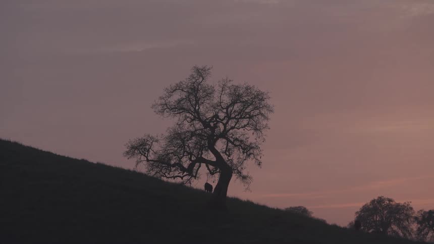 Tree in field in the morning