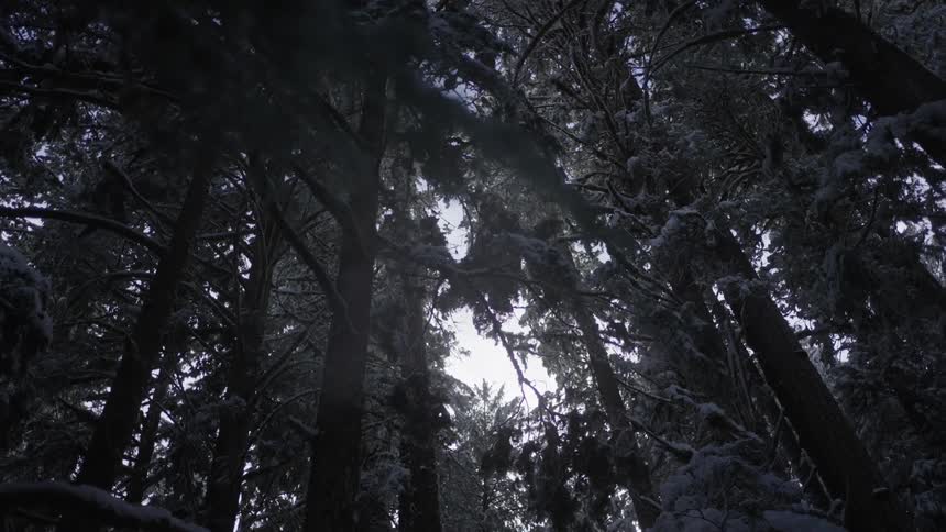 Upward view of a forest with large conifers covered in snow