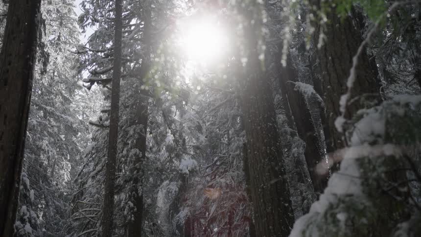 Snow melts on conifers