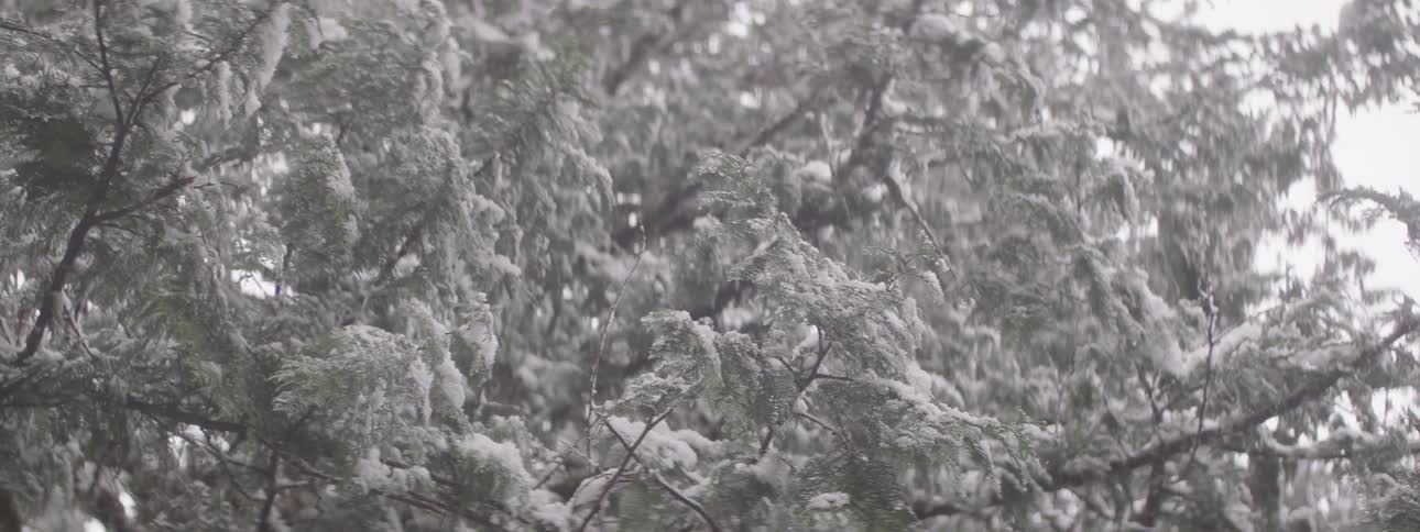 Tree branches are coated in snow as flakes fall