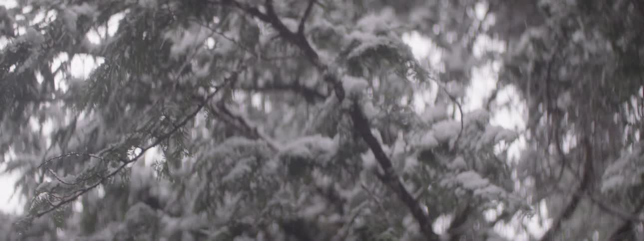 Snow falling on trees in a forest during the day