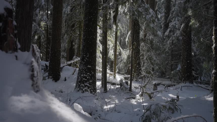 During winter frosted conifer trees filter sunlight onto snow covered forest ground