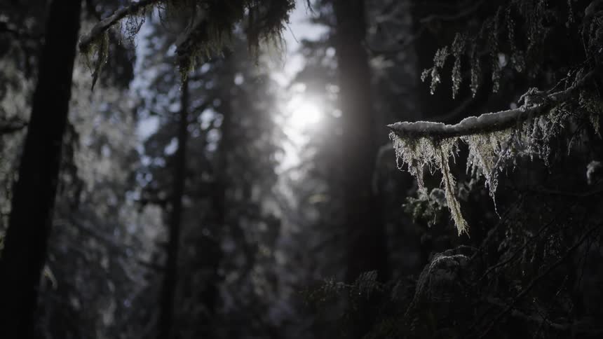 A dense forest with sunlight filtering through the trees and branches covered in moss and snow