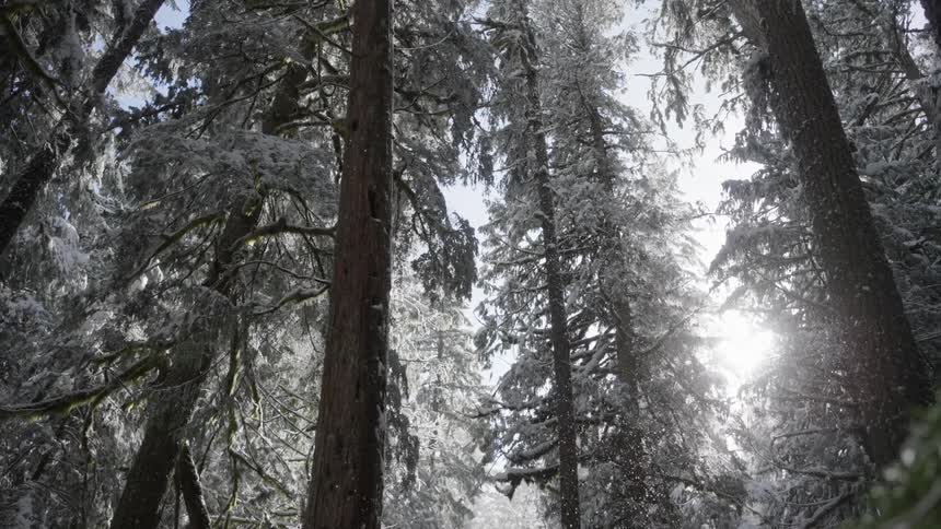 Upward view of conifers in a forest and with snow falling during the day