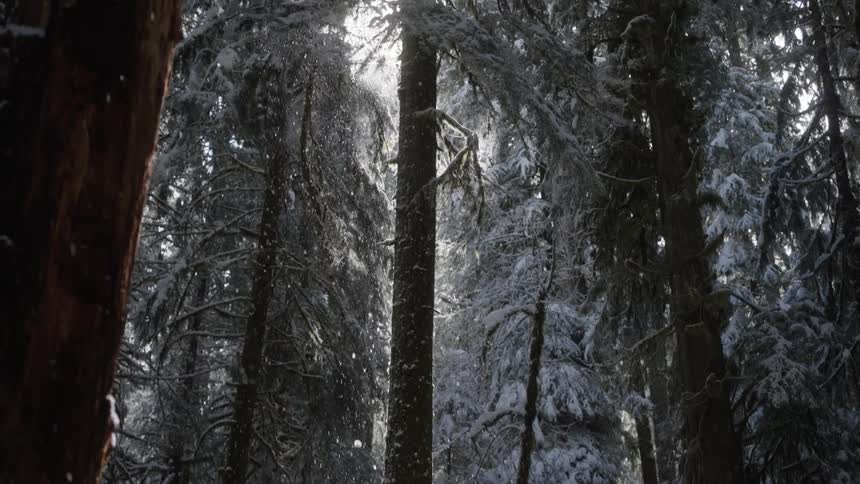 Snow falls on a forest of tall dark trees