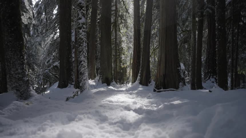 Forest with big trees covered in snow during the day