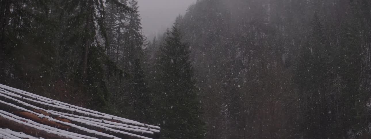 Snow falls on a forest and wooden logs