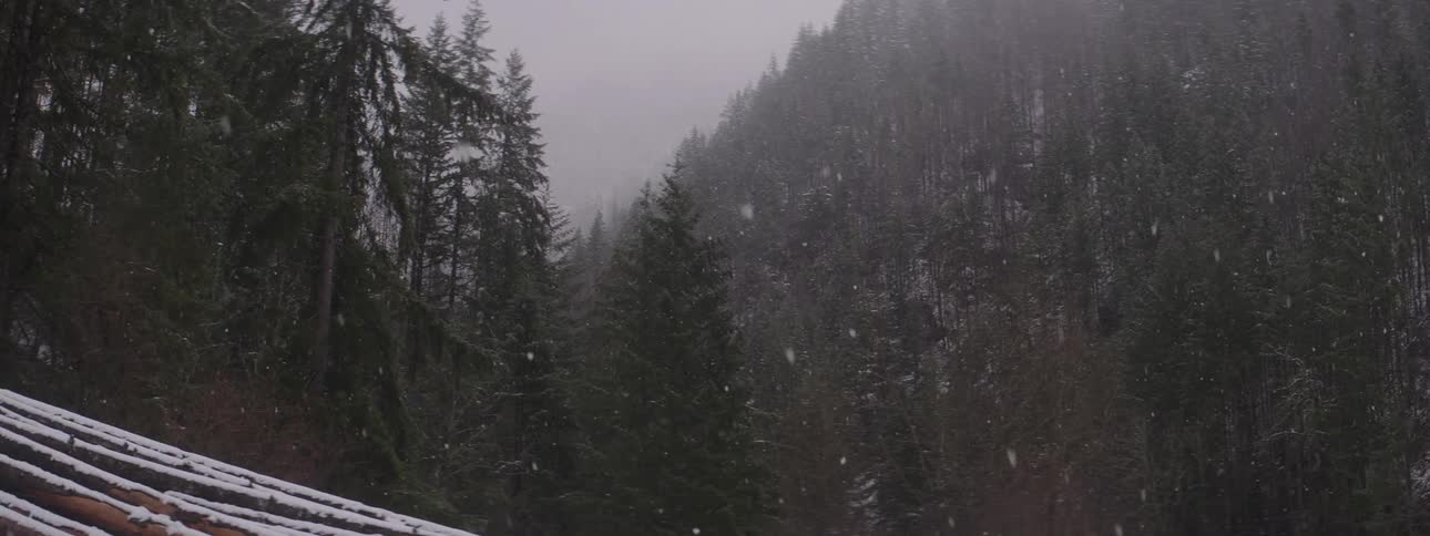 A forest area in black and white while it is snowing