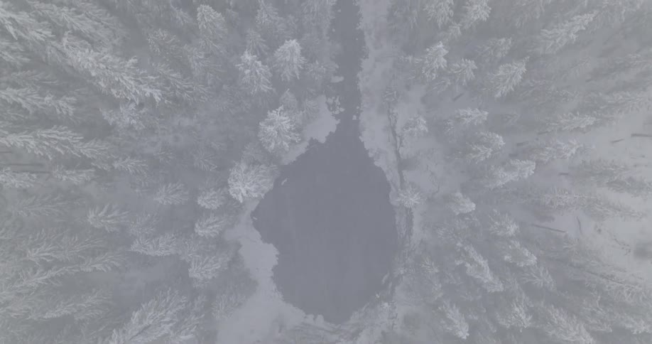 A lake and stream in the middle of a forest