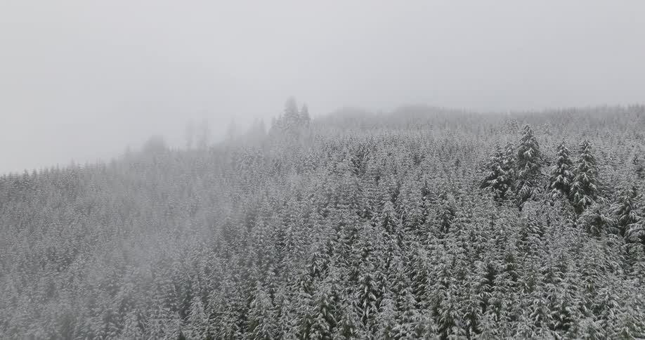 Aerial scenery of a forest with conifers on a cloudy and snowy day