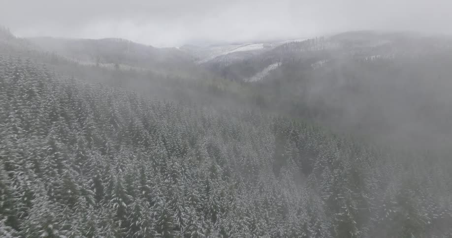 Aerial panorama of a forest in the mountains with snowcovered conifers