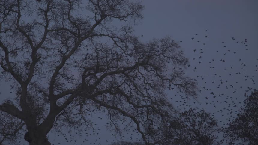 Flock of birds flying against the sky