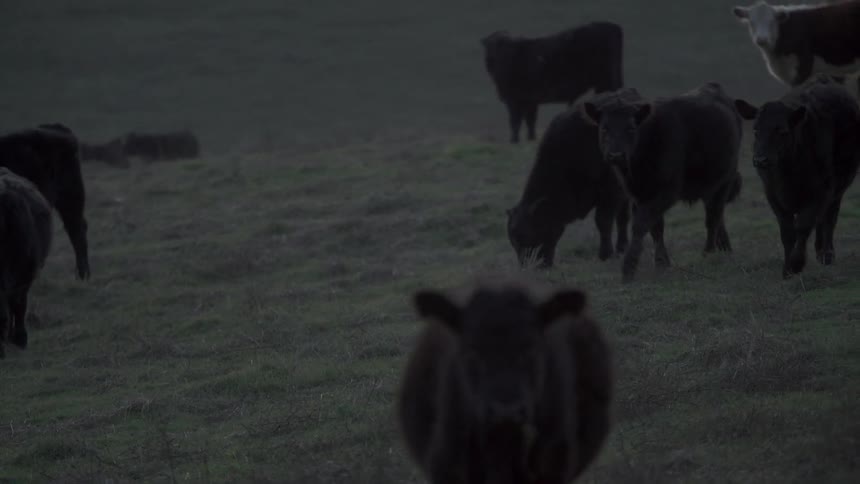 Animals grazing and standing around on a field