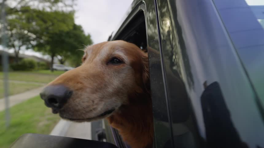 A dog has his head out the window of a car he is riding in