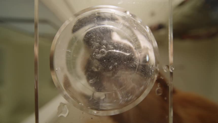 Man puts water in a transparent bowl and his dog starts drinking