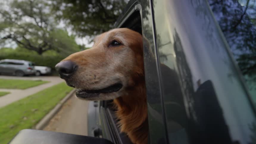 Golden retriever dog sticking its head out of the car window