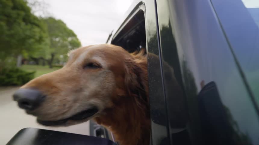 Dog sticking its head out of the window of a moving car during the day