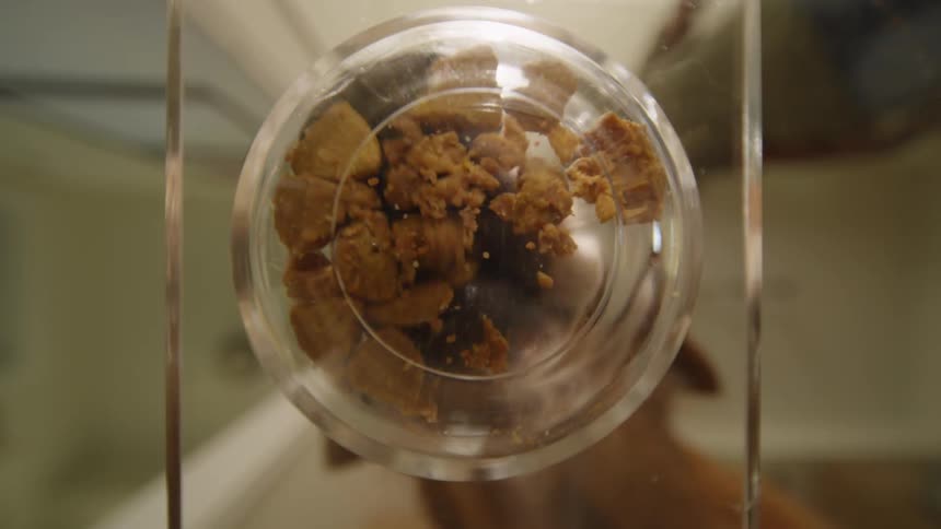 A man pours dog food into a container and the dog eats it