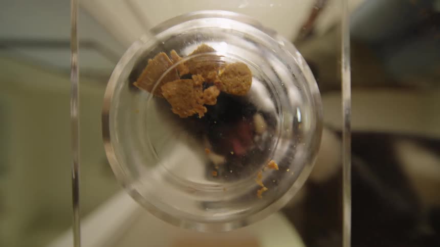 Man putting food in a clear acrylic pot and his dog eating it all