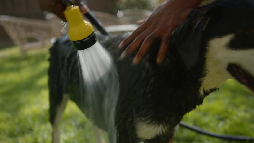 Owner in the backyard giving his dog a hose bath