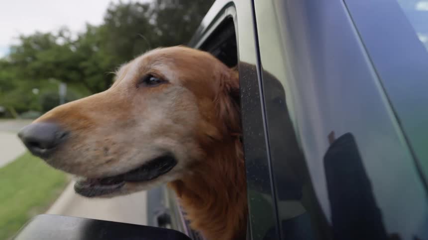 A vehicle driving with a dog sticking out the window