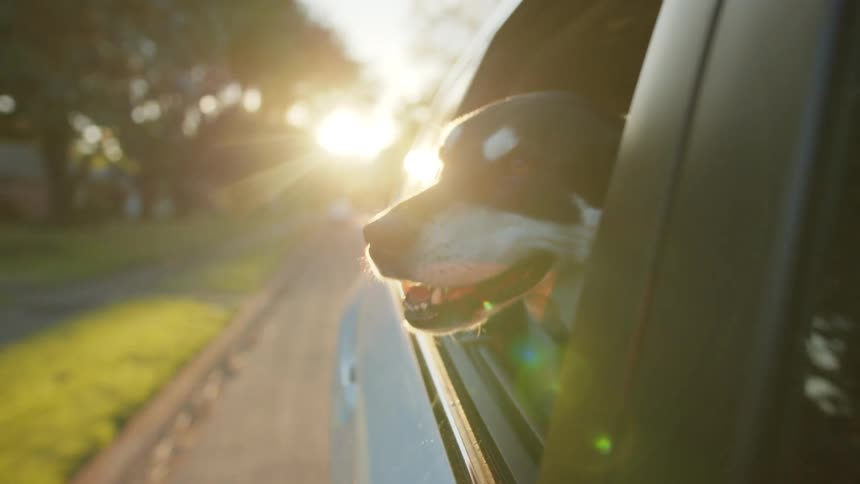 A dog sticking its head out of a moving car