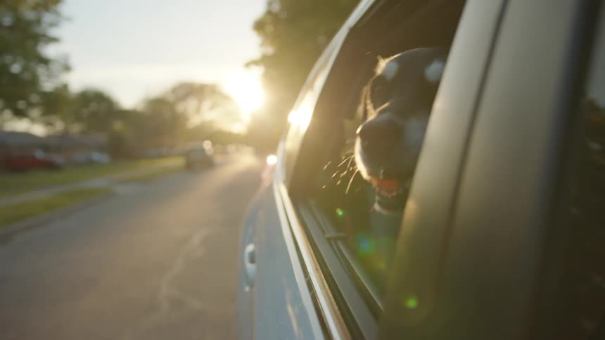 A black dog is looking out the window of a moving car