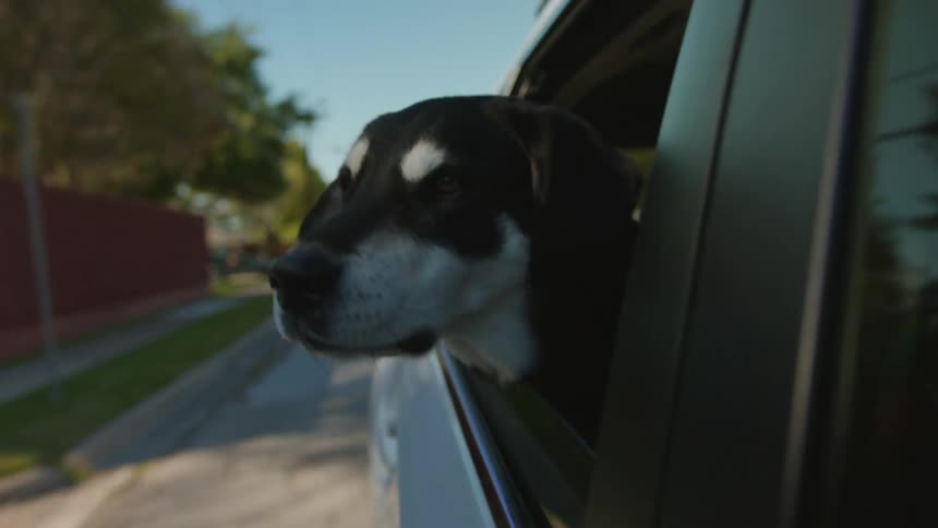 A car with a dogs head sticking out the window