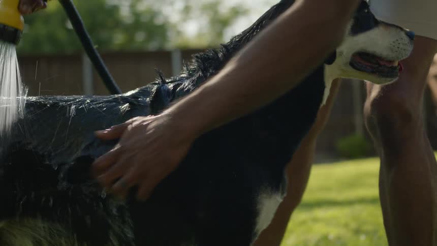 Man with a hose bathing his dog in a grassy yard