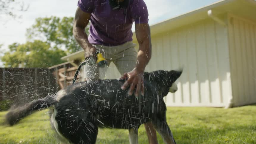 Man having fun while hose bathing his dog in the backyard
