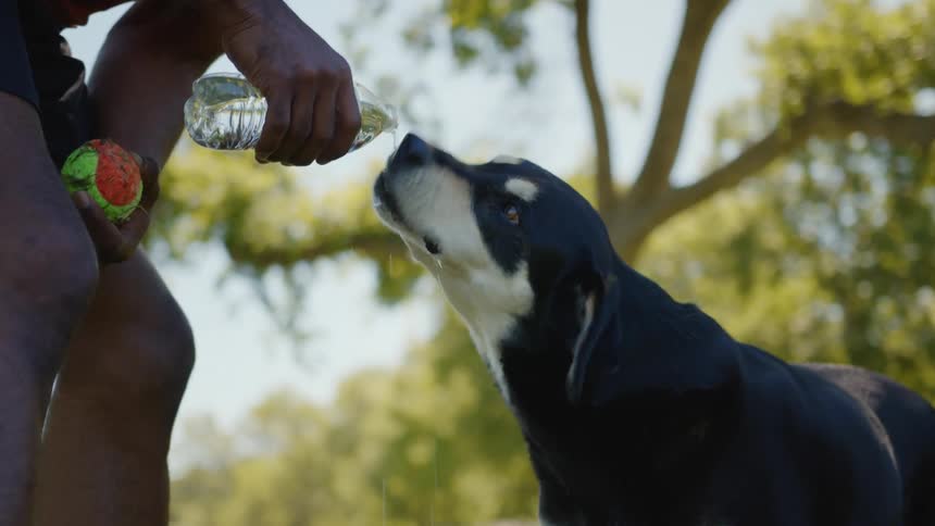 Hands of a man with a bottle giving water to his dog in a park