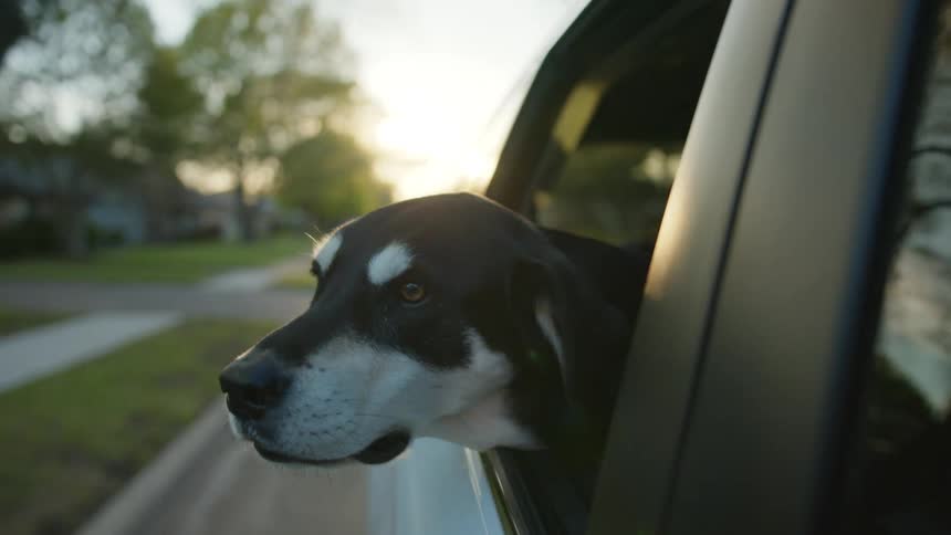 A dog hangs his head out of the moving car window