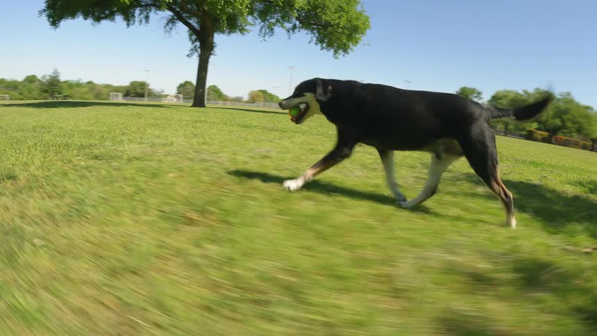 Dog running towards owner and handing him a tennis ball while they are in an outdoor park