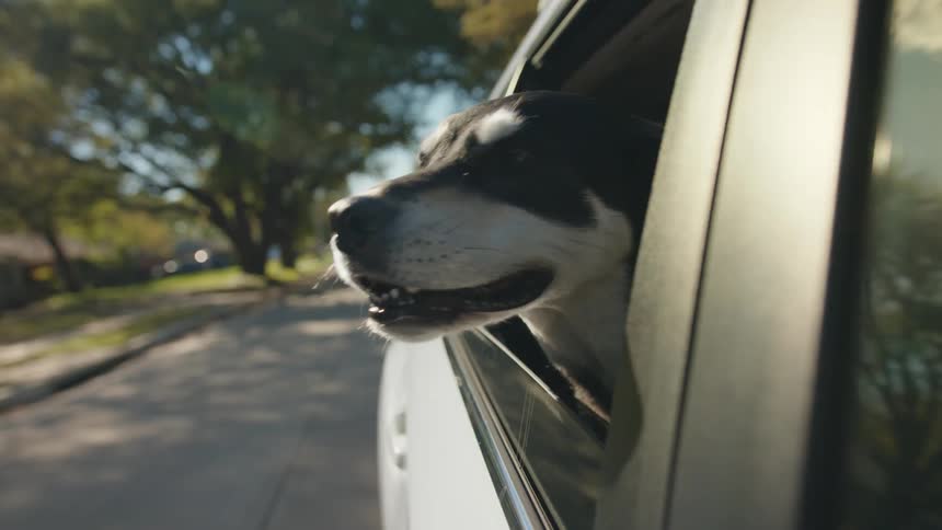 A dog sticks its head out of a car window while being driven through a suburb