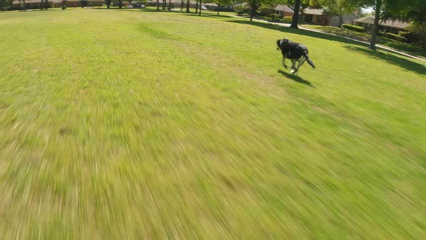 Man playing with his dog and throwing a tennis ball and then his dog runs out and clings to it in a park