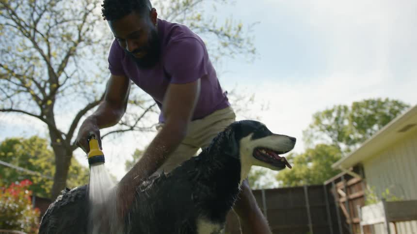 Man having fun giving his dog a hose bath on the grass in his backyard