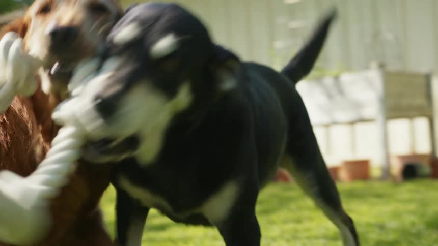 Two dogs are playing chewing a rope together on a green lawn