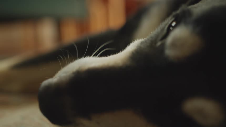 Closeup on a dogs head lying down indoors