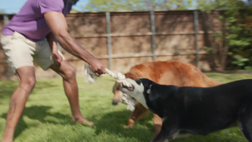 Man holding a rope and his two dogs pulling with their mouths playing in the backyard