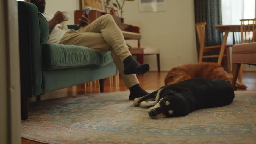 Dogs rest on the floor as the man sits on the couch