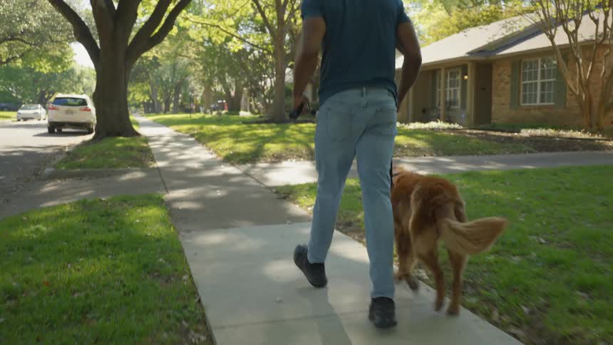 Dog on a leash walking on the sidewalk of a residential neighborhood with its owner
