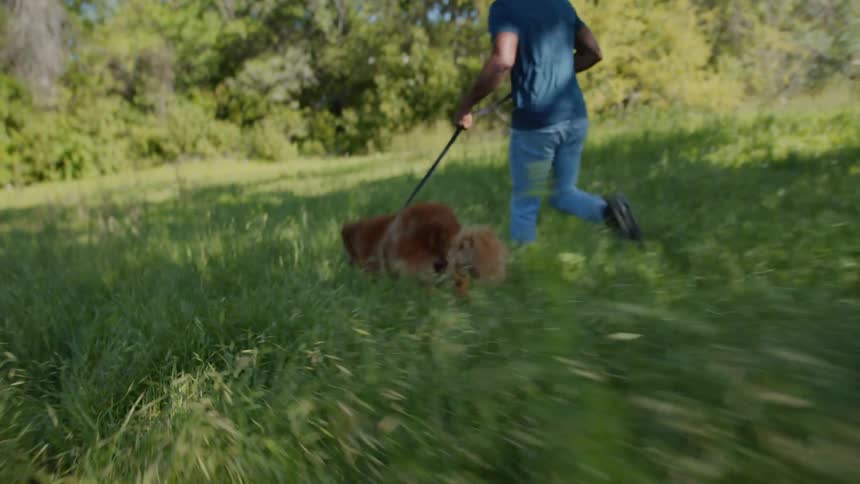 An owner and dog run through tall weeds